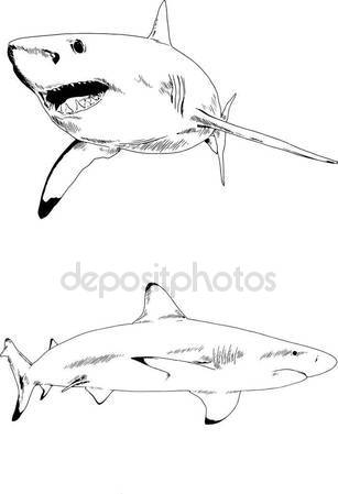 307x449 Animals Mouth Vector Open Jaw With Teeth Or Fangs Of Roaring