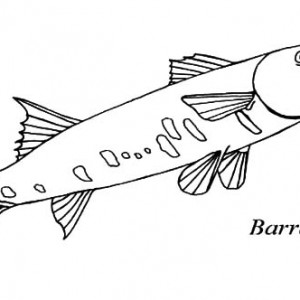 300x300 Barracuda Fish Sharp Teeth Coloring Pages Best Place To Color