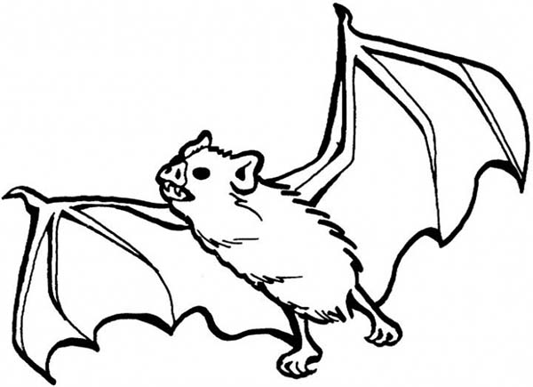 600x435 Bats Sharp Teeth Coloring Page Color Luna