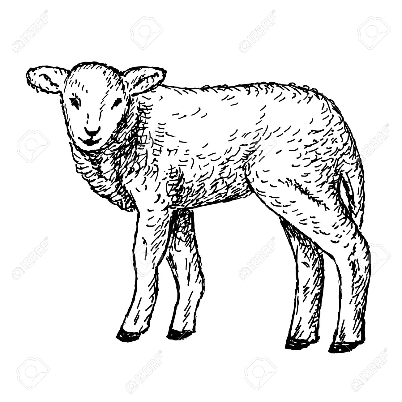 1300x1300 Lamb Hands Drawing Royalty Free Cliparts, Vectors, And Stock