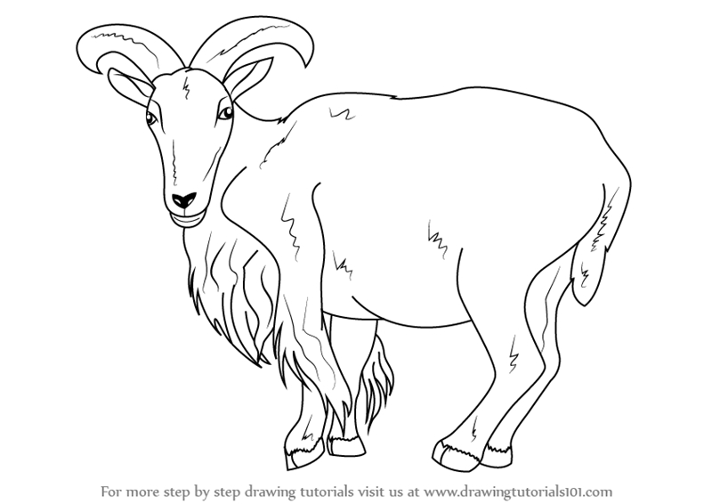 800x566 Learn How To Draw A Barbary Sheep (Wild Animals) Step By Step