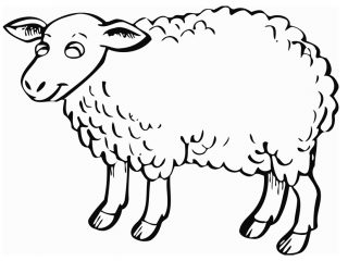 320x240 Sheep Pictures To Color Free Printable Sheep Coloring Pages