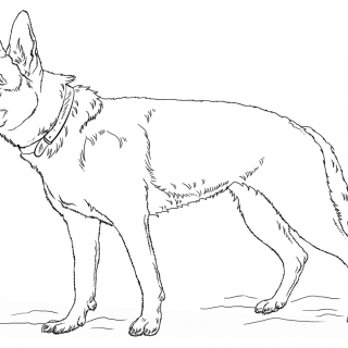 320x320 Tag For How Top Draw To German Shepard Dog Kids How To Draw