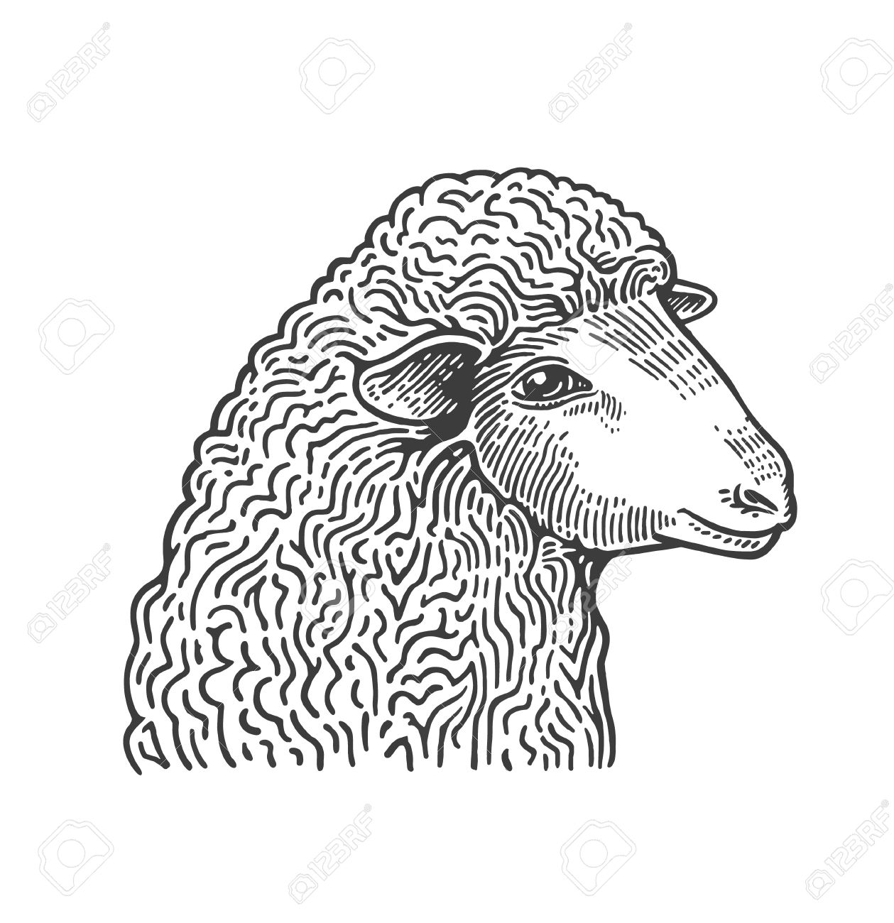1259x1300 Head Of Sheep Hand Drawn In Style Of Medieval Engraving. Domestic