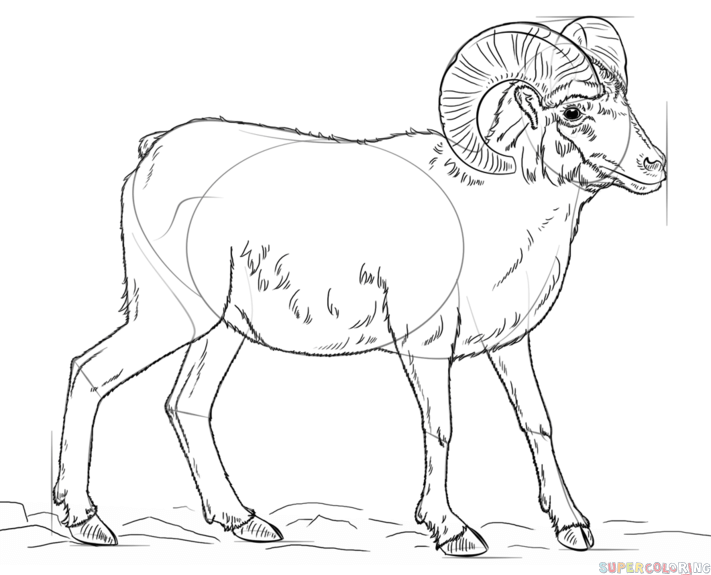 711x575 How To Draw A Bighorn Sheep Step By Step Drawing Tutorials