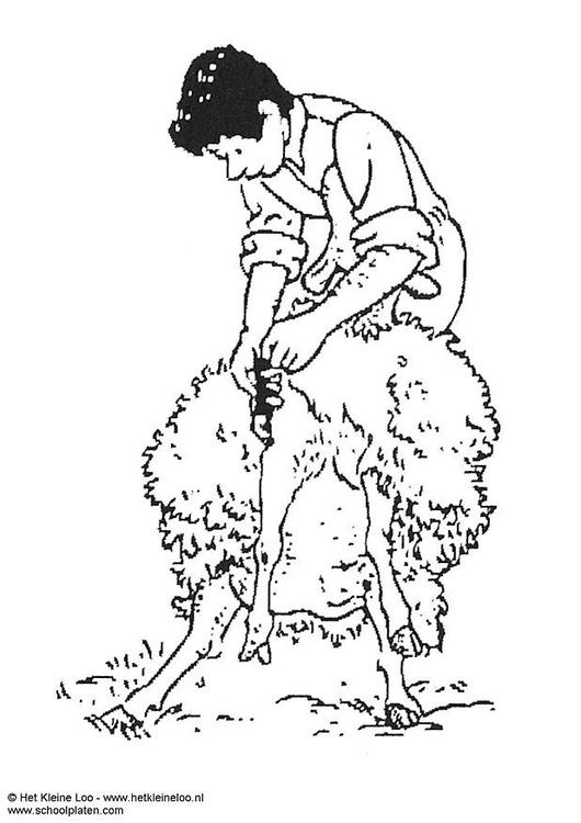 530x750 Coloring Page Shearing Sheep