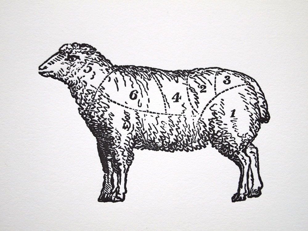 1000x750 Drawn Sheep Illustrated