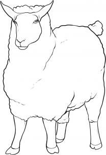 208x302 How To Draw A Sheep Step 9 Doodling And Lettering