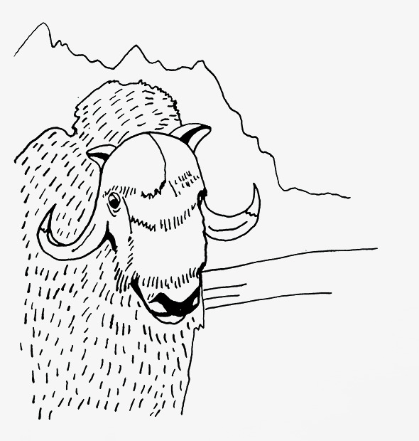 590x620 Sketch Sheep, Sketch, Sheep, Line Drawings Png Image For Free Download