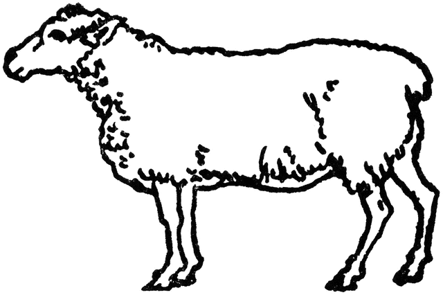640x426 White Sheep Clipart Etc
