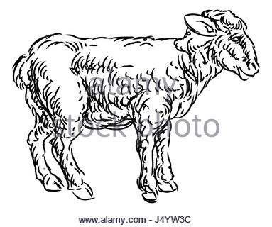 383x320 Drawing Sketch Style Illustration Of A Lamb Sleeping Set