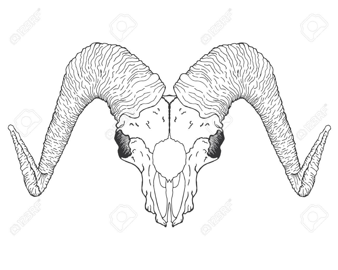 1300x1040 Goat Skull. Black White Hand Drawn Doodle. African, Indian, Totem