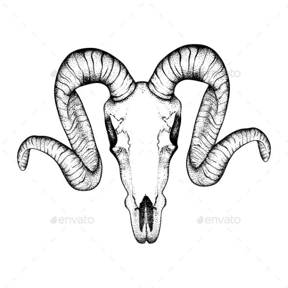 590x590 Hand Drawn Goat Skull Doodle Goats, Animal Tattoos And Doodles