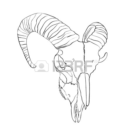 450x450 Sheep Skull, Sketch Background Royalty Free Cliparts, Vectors,