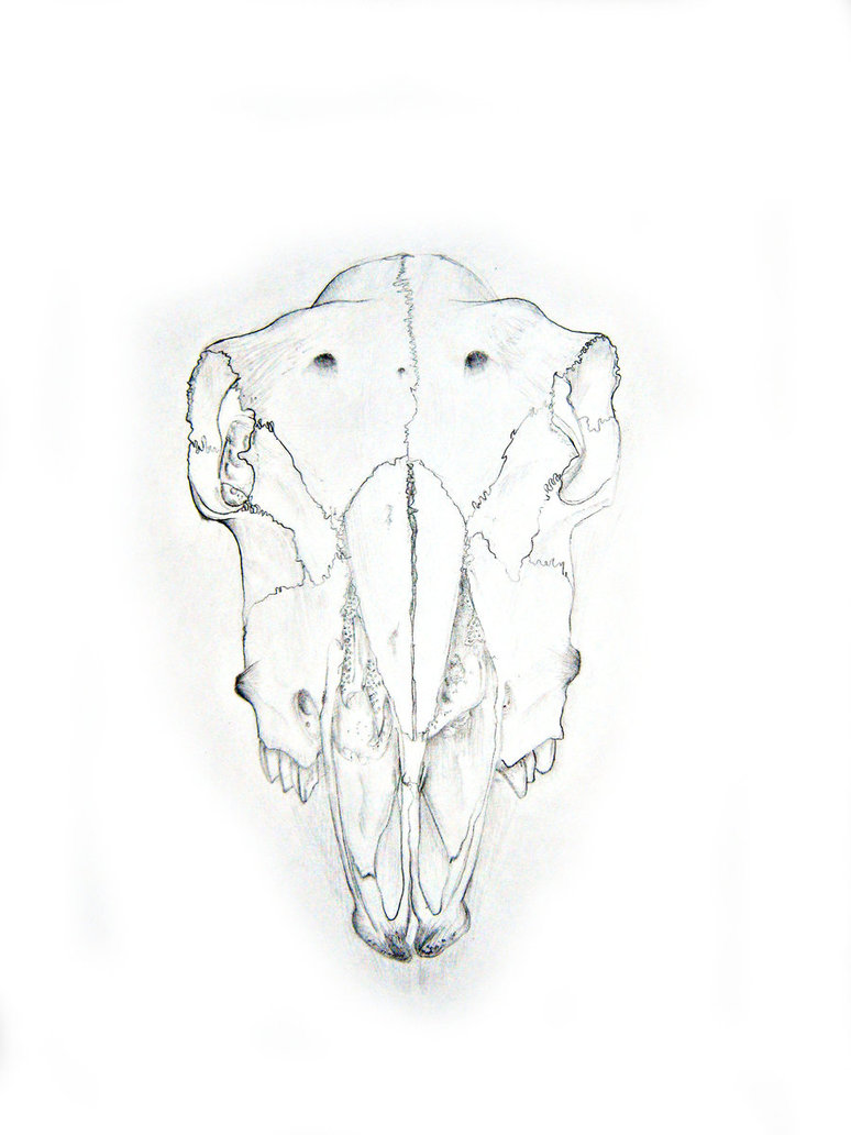 774x1032 Sheep Skull By Theonetruelegend