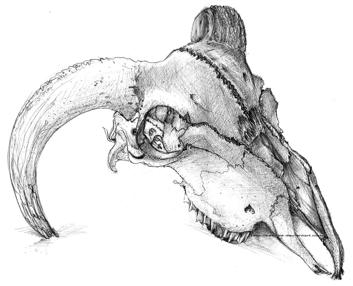 710x576 Skull By Kaecee