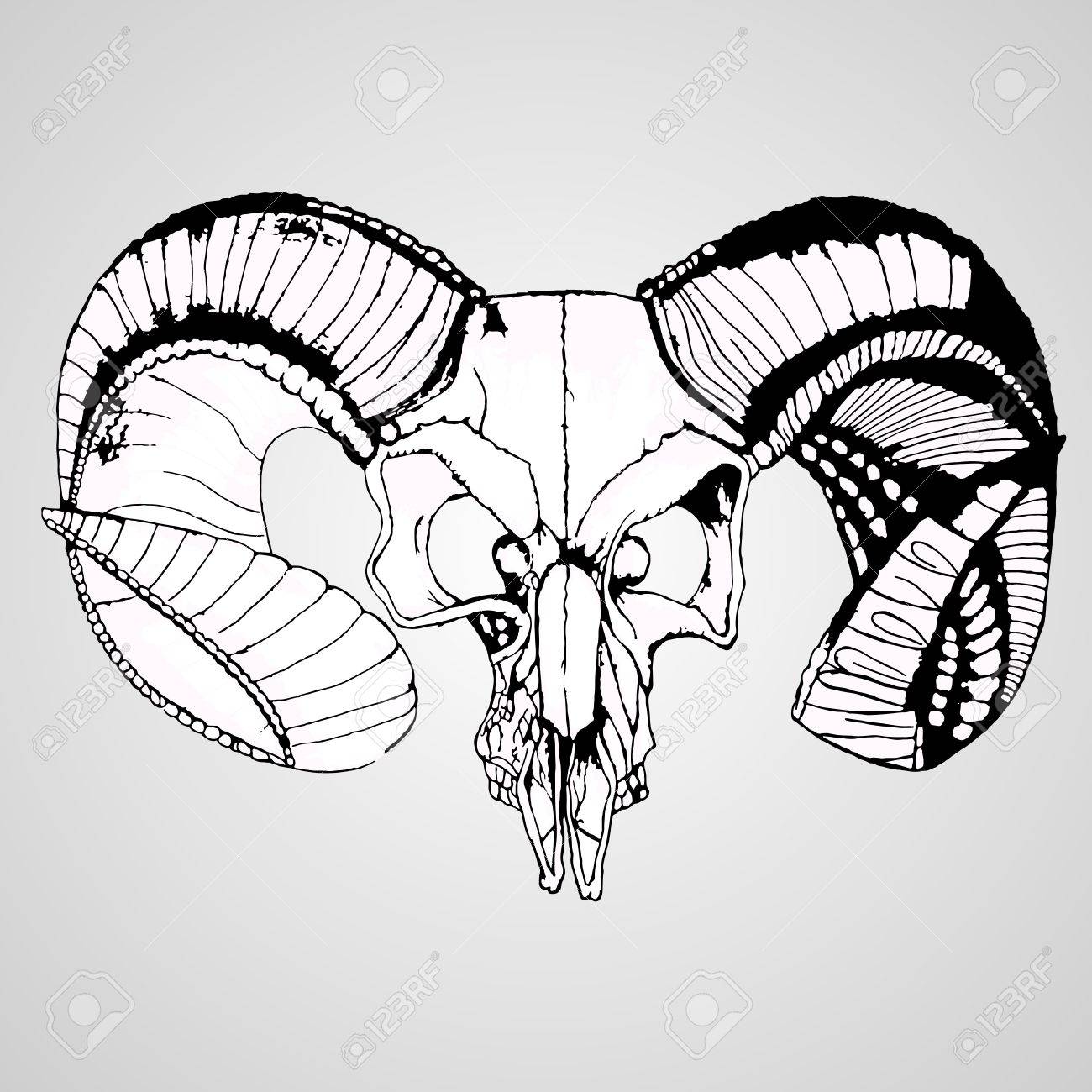 1300x1300 Vector Hand Drawn Logo Skull Of A Sheep With Big Horns Royalty
