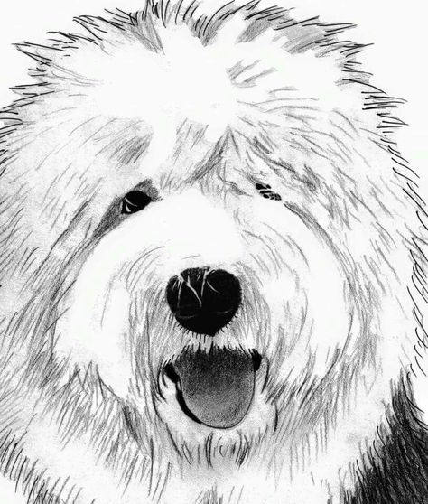 474x558 Old English Sheepdog Drawing