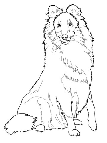 360x480 Sheltie Shetland Sheepdog Coloring Page Free Printable Coloring