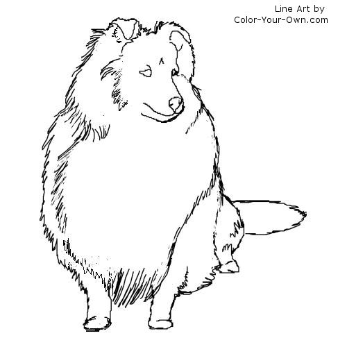 500x500 Shetland Sheepdog Coloring Page