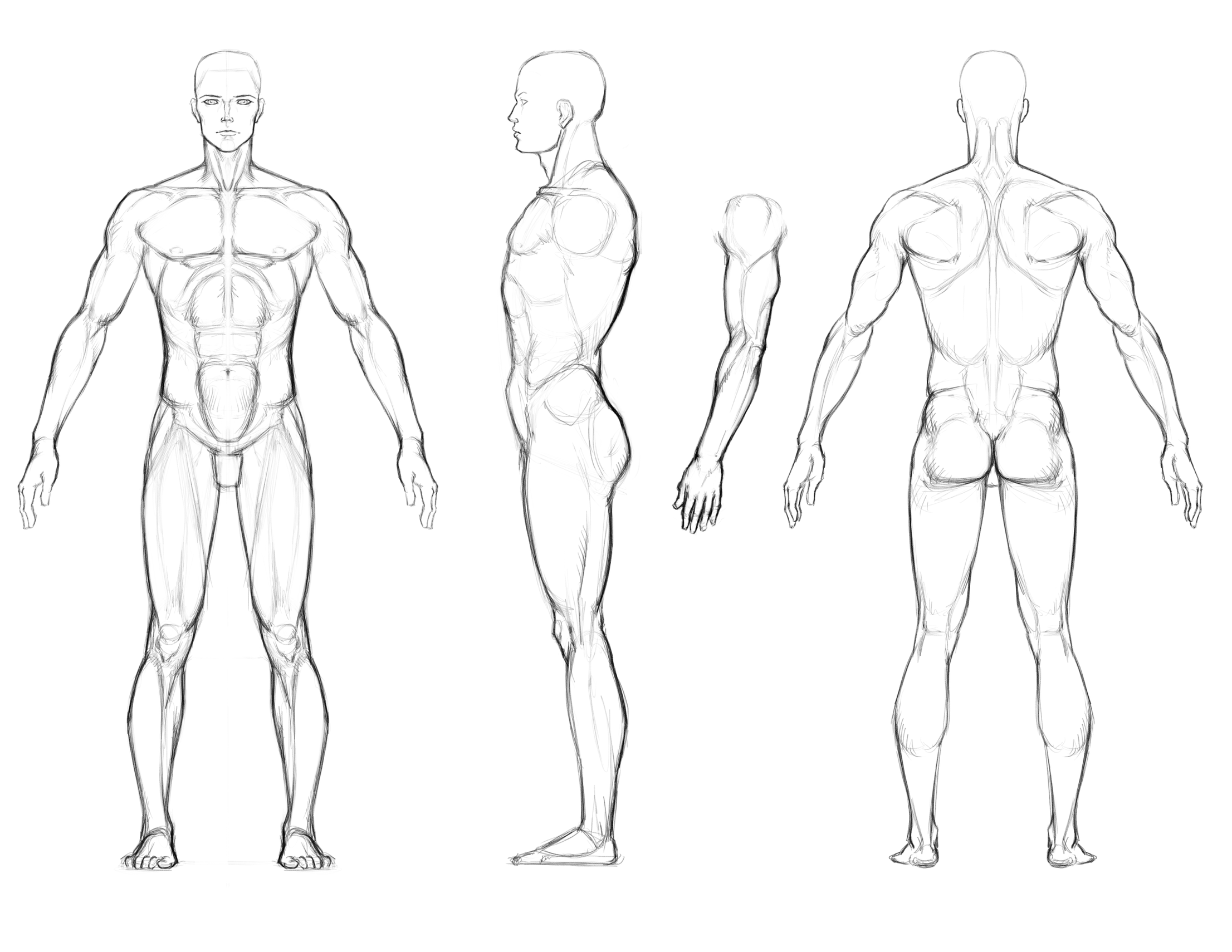 2212x1710 Art Reference. Turnaround Sheet. Muscular Man Drawing Photobucket