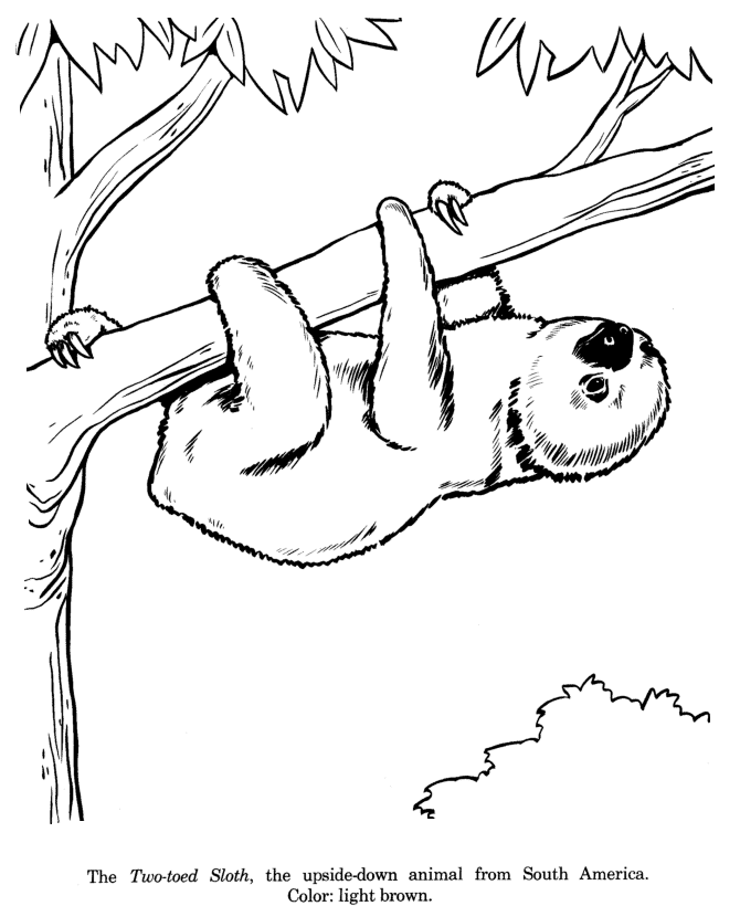 670x820 Animal Drawings Coloring Pages Two Toed Sloth Animal