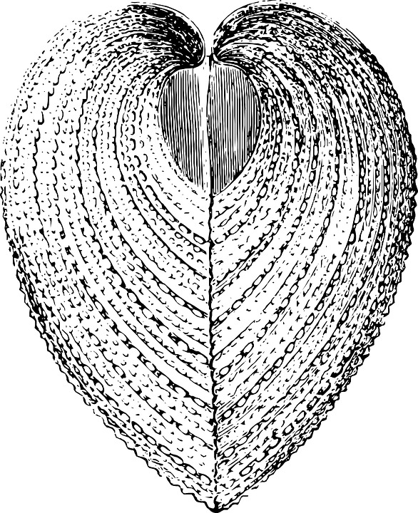 586x720 Free Photo Sketch Shell Sea Crustacean Pattern Ocean Water