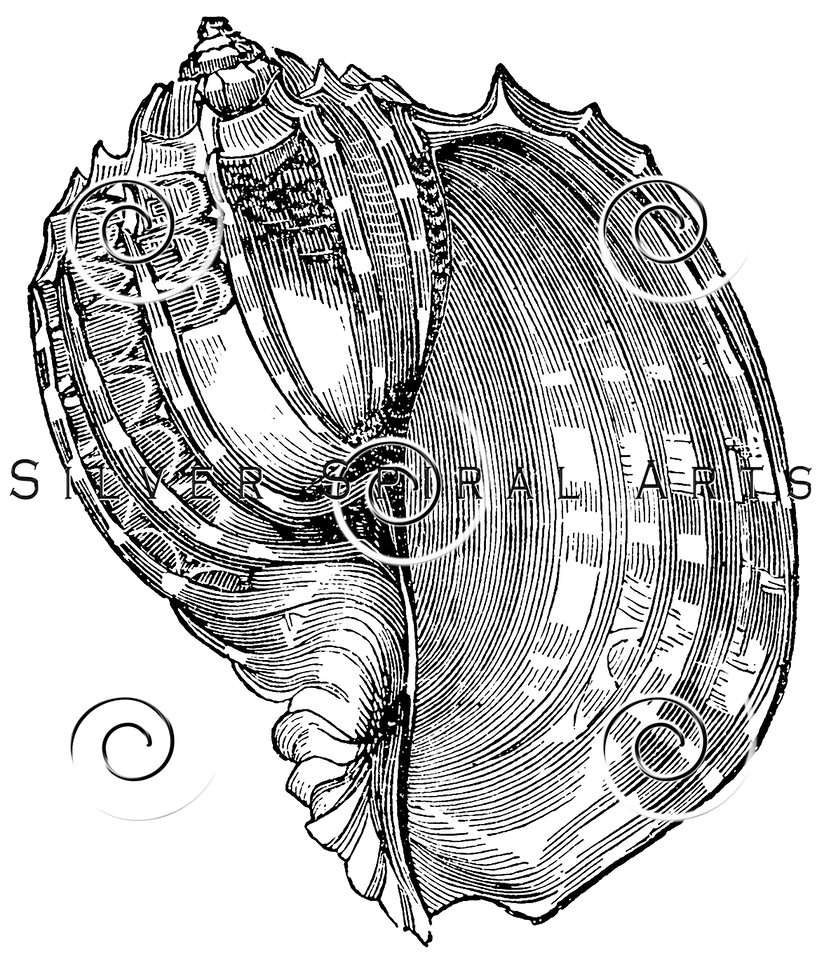 822x960 Royalty Free Stock Vintage Illustrations Photo Keywords Shell