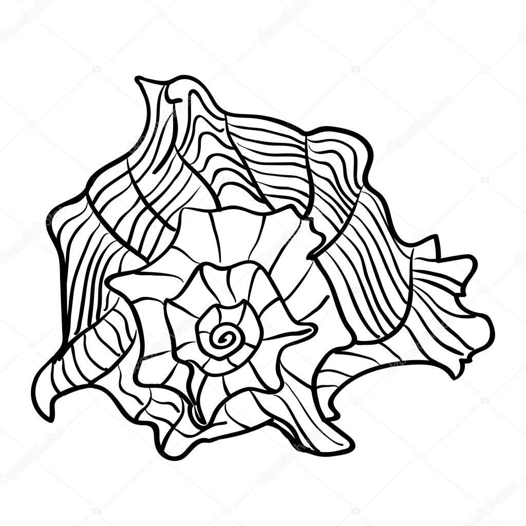 1024x1024 Caribbean Marine Hand Drawn Shell. Sketch Cut Out Vector Illustr