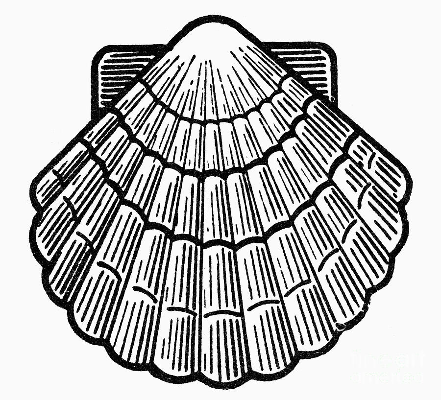 900x817 Symbol Scallop Shell Photograph By Granger