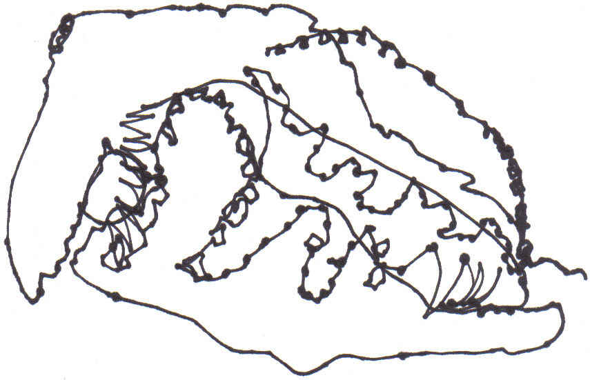 855x551 Continuous Line Drawing Shell By Flowerchild1013