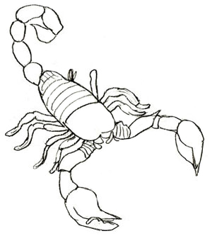 300x333 How To Draw A Scorpion