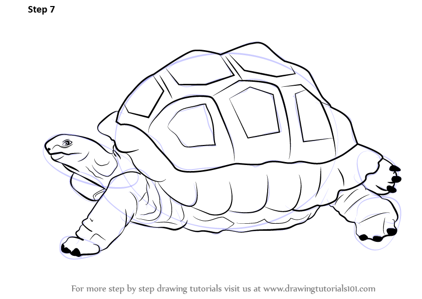 842x596 Learn How To Draw A Tortoise (Zoo Animals) Step By Step Drawing