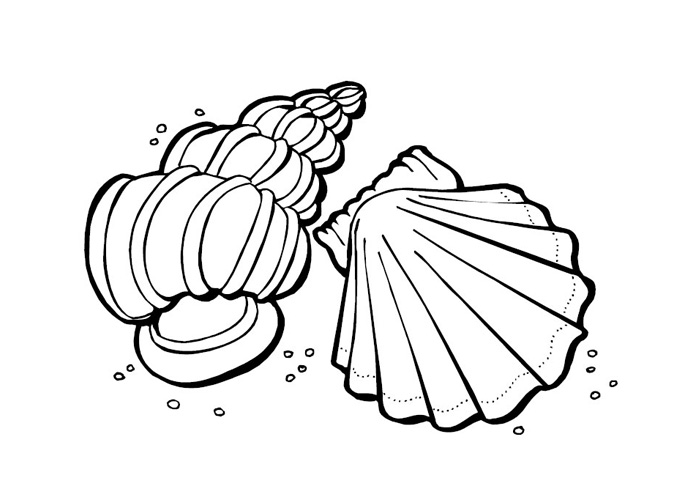 700x500 Shells Coloring Pages