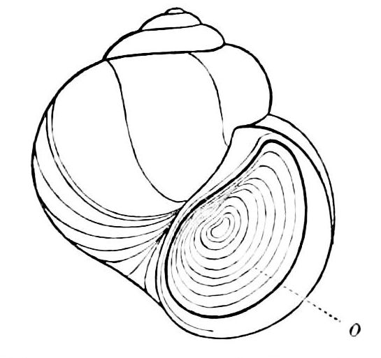 545x513 Filepsm V07 D585 Aperture Of Shell Closed By Operculum.jpg