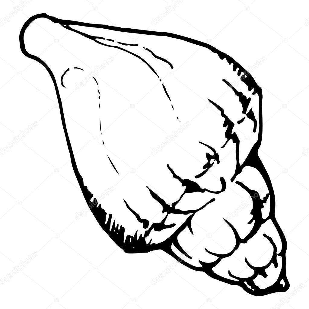 1024x1024 Monochrome Sea Shell Sketched Line Art Vector Stock Vector