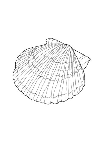 360x480 Scallop Shell Coloring Page Free Printable Coloring Pages