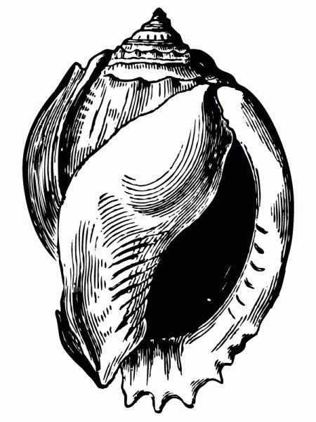 450x600 Shell Drawings Educational Resources Shell Drawing