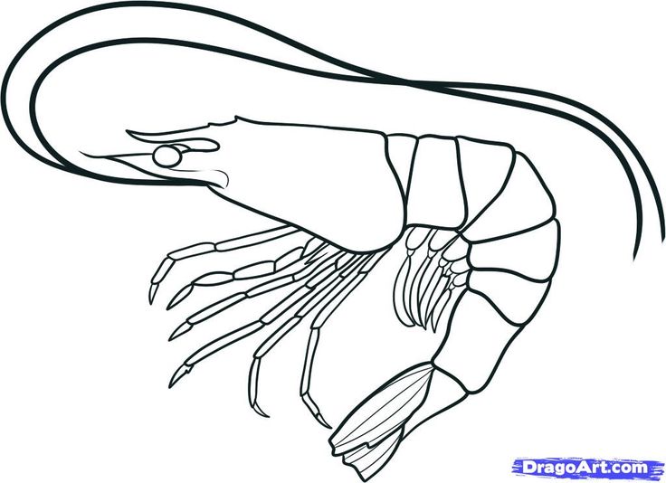736x534 Drawn Sea Life Line Drawing