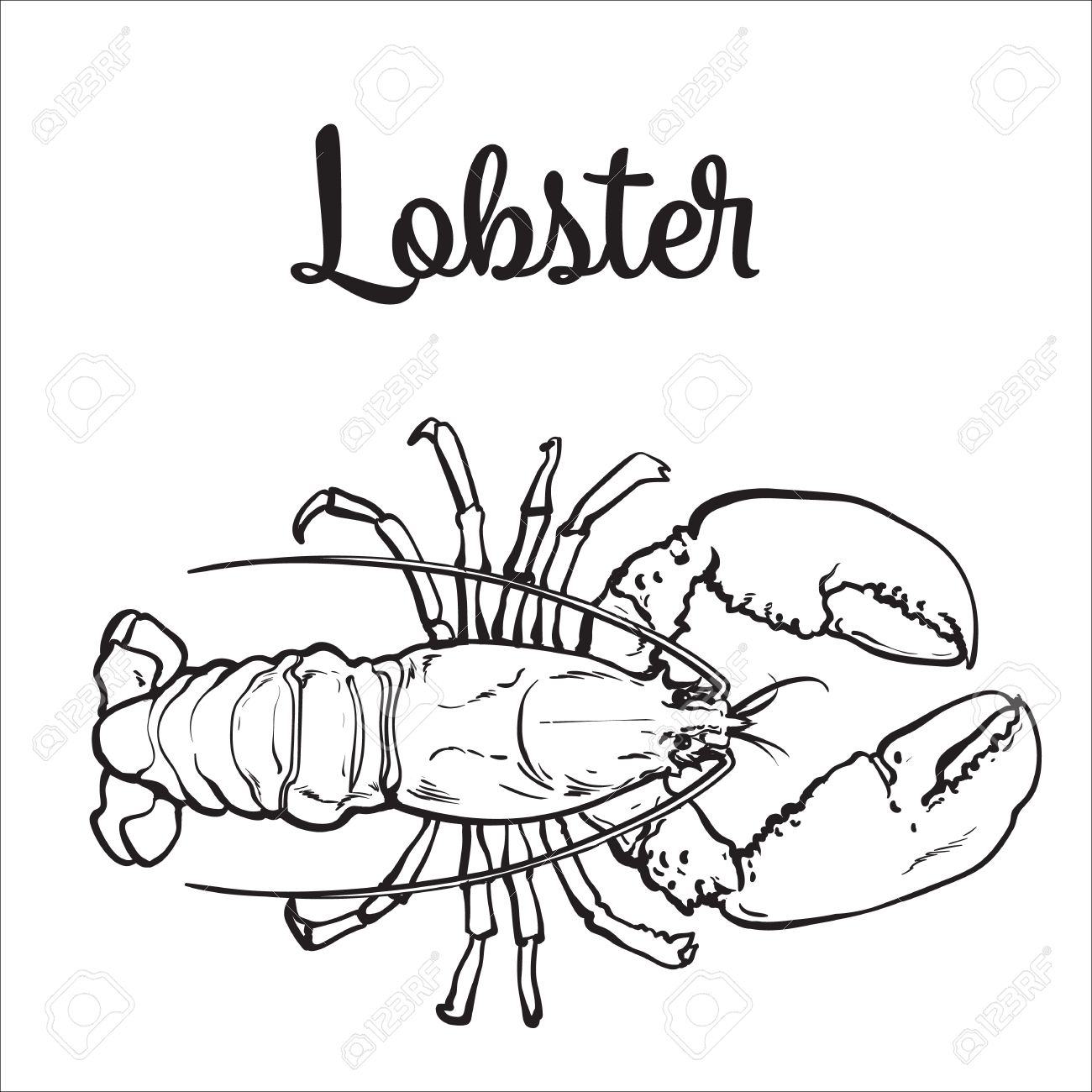 1300x1300 Full Length Lobster Sketch Style Vector Illustration Isolated