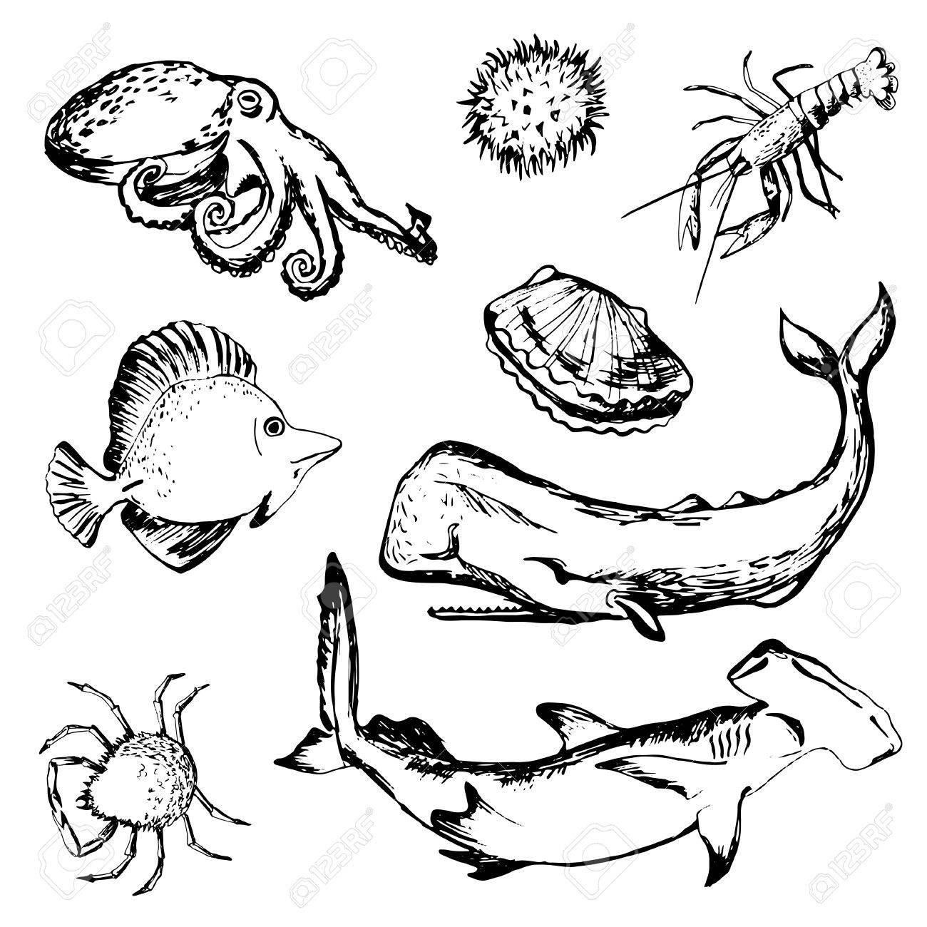 1300x1300 Hand Drawn Sea Life Sshellfish, Lobster, Sperm Whale, Shark