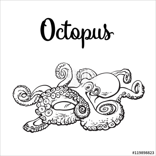 500x500 Live Octopus, Sketch Style Vector Illustration Isolated On White