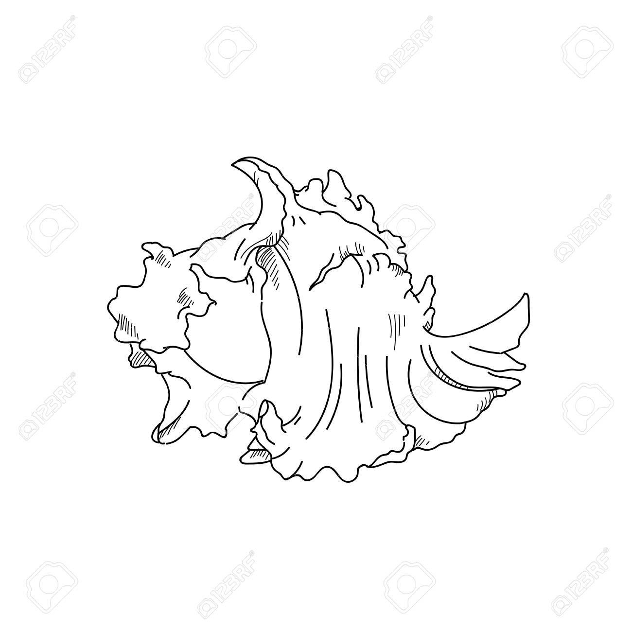 1300x1300 Shellfish Hand Drawn Sketch Illustrations Of Engraved Line Stock