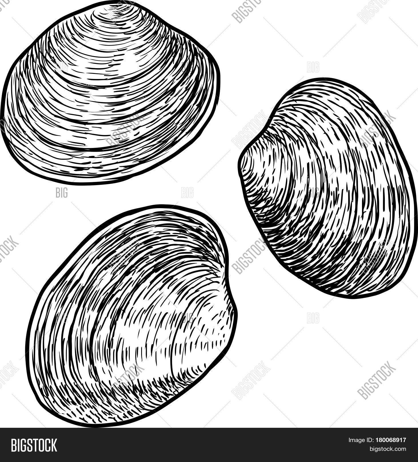1463x1620 Edible Clam Illustration, Drawing Vector Amp Photo Bigstock