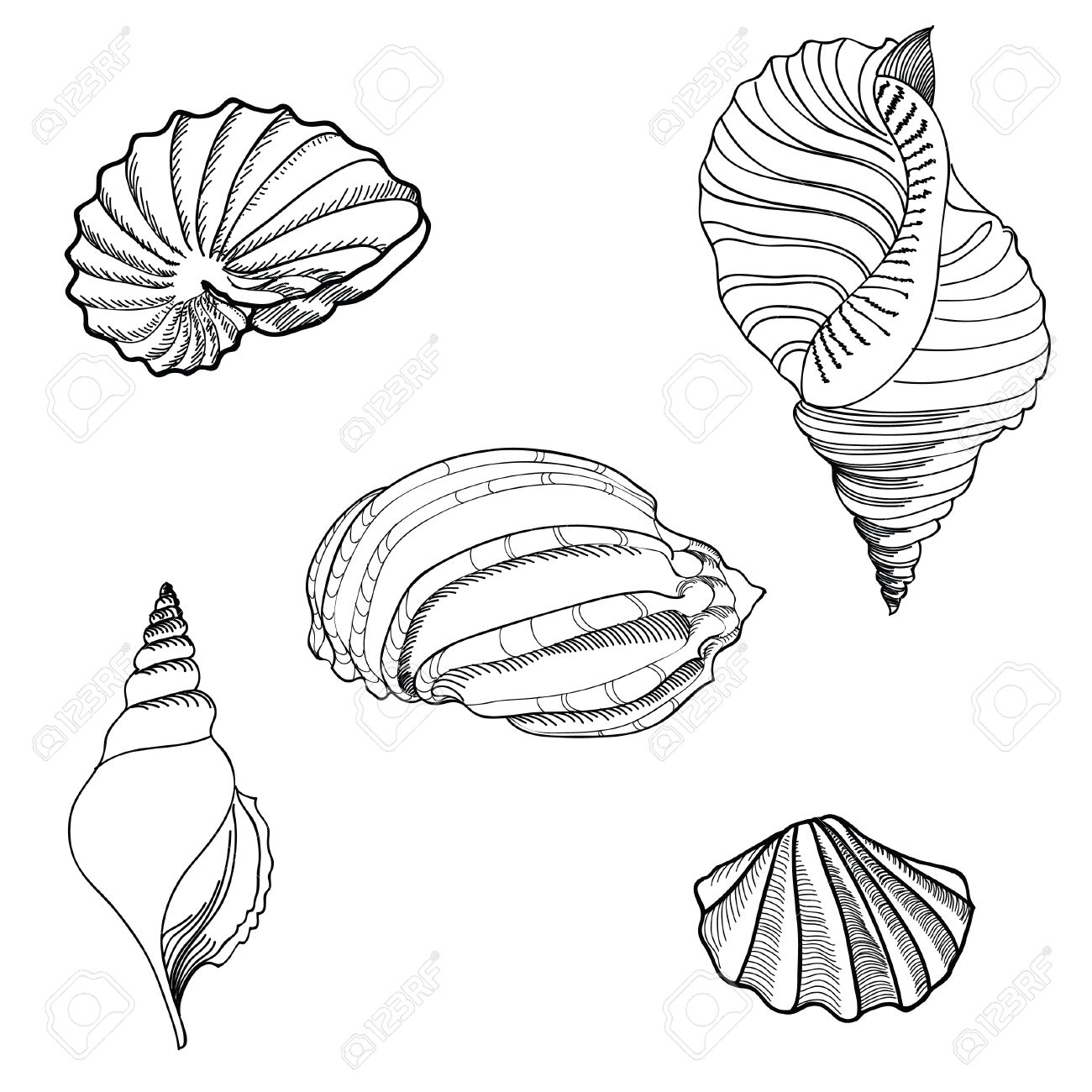 1300x1300 Drawn Hand Shell