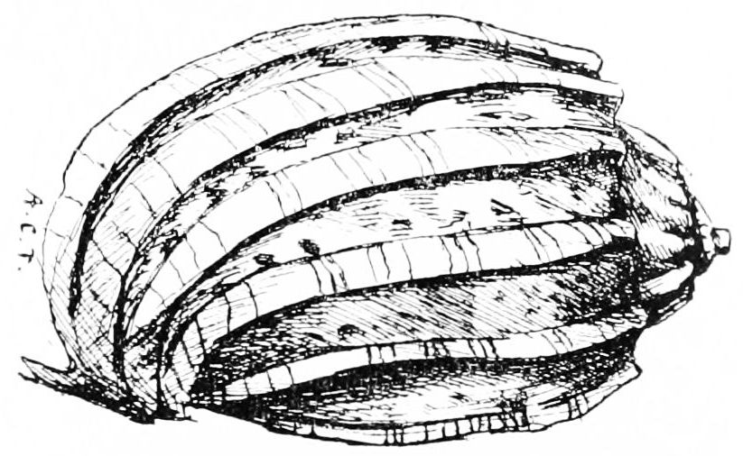 823x506 Popular Science Monthlyvolume 50november 1896shells