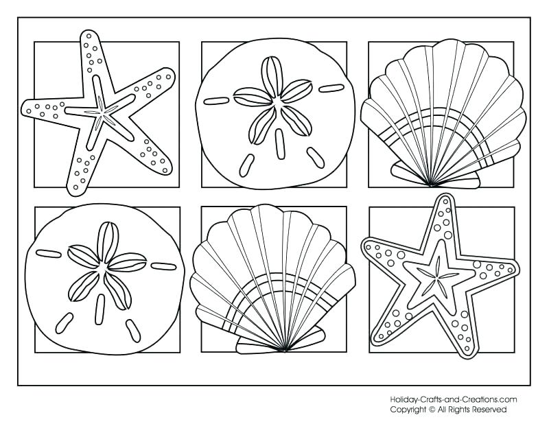 800x618 Sea Shell Coloring Page Decorative Sea Shell Outline Drawing