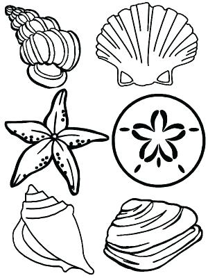 300x400 Seashell Coloring Page Decorative Sea Shell Outline Drawing