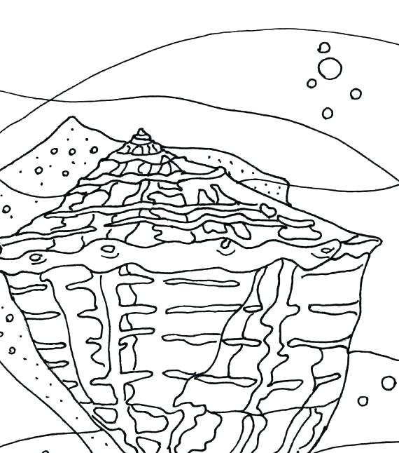 570x646 Seashell Coloring Pages Seashell Coloring Pages For Kids Sea