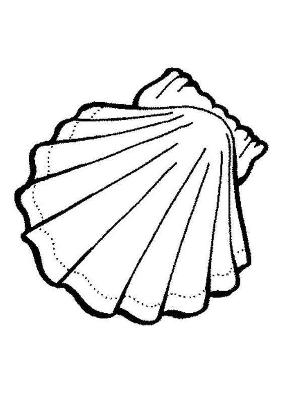 564x798 Shells Coloring Page Free Download
